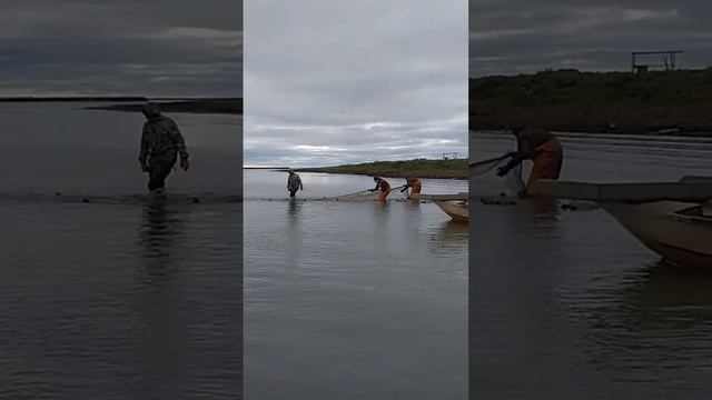 Рыбный промысел у Восточно-Сибирского моря #охота #рыба #республикасаха #чир #якутия #рыбаки #омуль смотреть онлайн