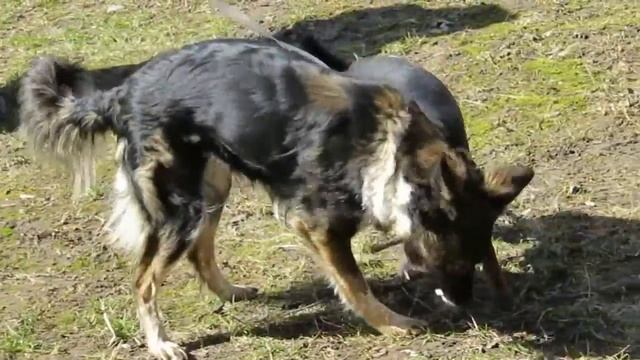 Собачья полька смотреть онлайн