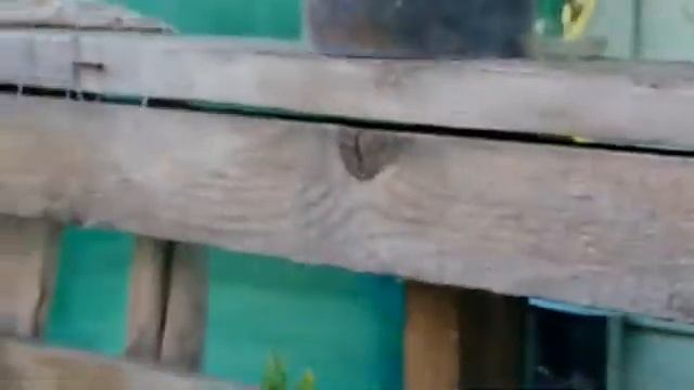 Котлеты на гриле