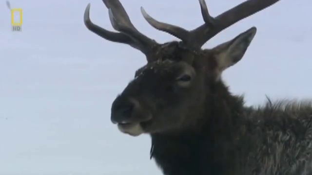 серый волк против петнистая гиена смотреть онлайн