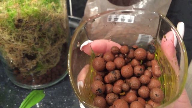 Орхидея Катасетум из фласки.... год спустя... пересадим и рассмотрим вместе?) смотреть онлайн