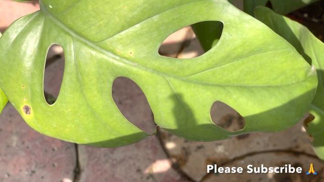 Sunday Garden Update|Aj Kya Kam Karna Hai Aur Garden Ko Rearrange Karna Hai|Garden Work After Rain🪴