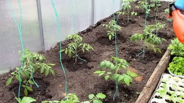 подкормка и обработка томатов в теплице смотреть онлайн