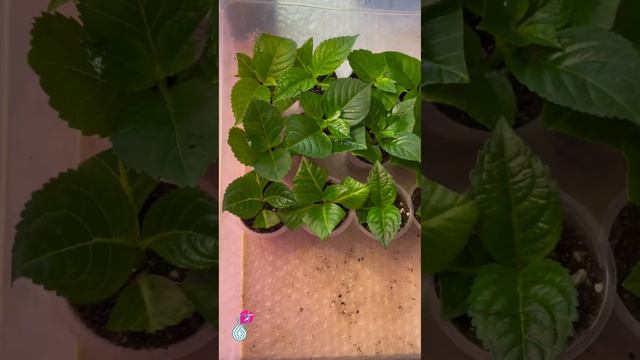 🌺ЧЕРЕНКОВАНИЕ КРУПНОЛИСТНЫХ ГОРТЕНЗИЙ. РЕЗУЛЬТАТ укоренения🔥 смотреть онлайн