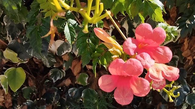 Ораховац. Черногория. Июль 2023. смотреть онлайн