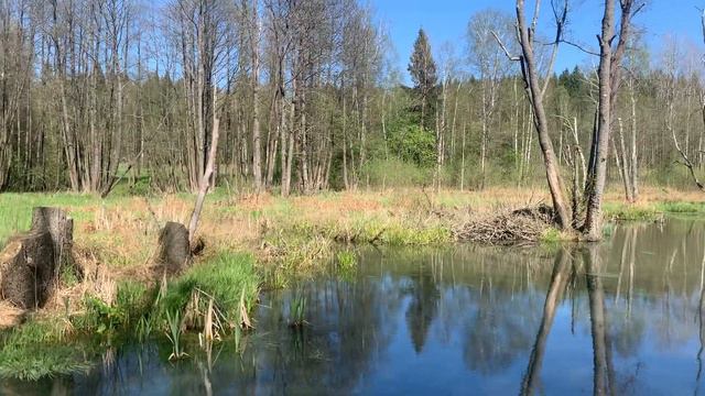 Видеообзор Дом и окрестности поселение МО Вороновское Часть II смотреть онлайн