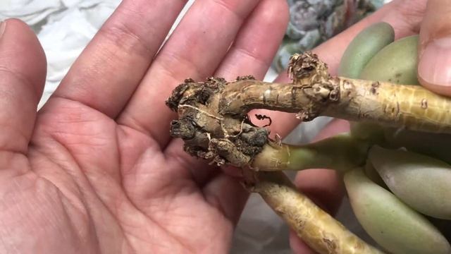 Korean Succulents Unboxing - Pachyphytum Oviferum cv. Momobijin & Echeveria Snowbunny смотреть онлайн