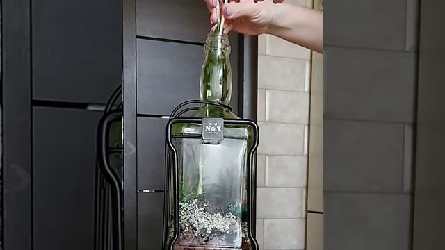 Как извлечь растение из бутылки. Флорариум смотреть онлайн