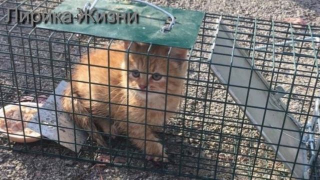 Бродячая Кошка просила спасти её Котёнка, который провалился в открытый Люк…