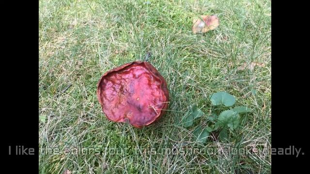 WHAT ARE THESE MUSHROOMS FOUND IN AYER MA? смотреть онлайн