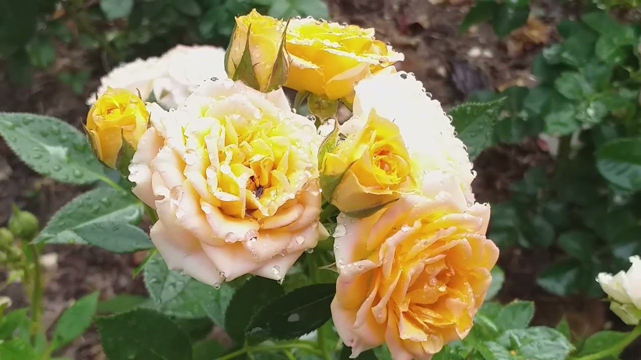 РОЗЫ без ШИПОВ! 16 сортов . Новый обзор. смотреть онлайн