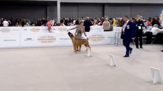Золотой ошейник. Южноафриканский бурбуль. смотреть онлайн