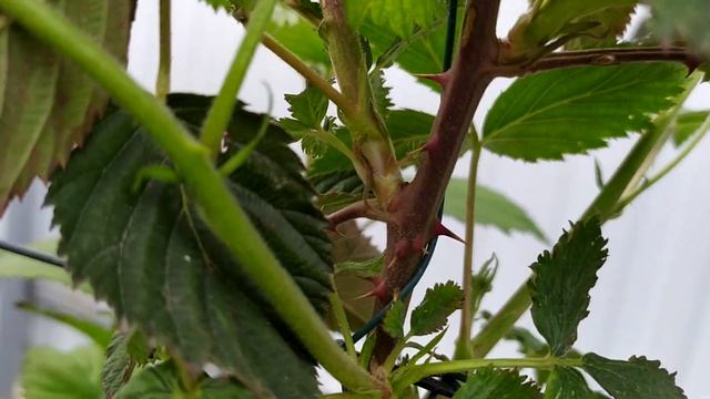 Ремонтантная ранняя ежевика Чёрная магия Блэк Мэджик - супер сорт 2020 смотреть онлайн