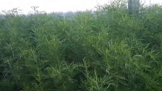 Полынь ,,Божье дерево".Прекрасная живая изгородь без хлопот. смотреть онлайн