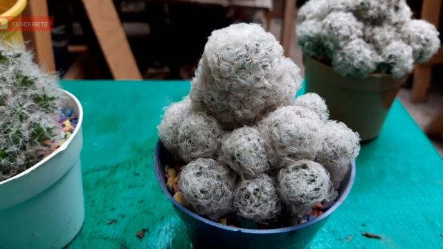cactus mammillaria plumosa hasta sus espinas son hermosas смотреть онлайн
