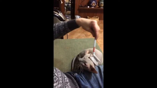 Смешной кот и щетка 2 смотреть онлайн
