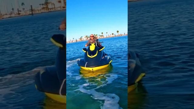 Teaching my Dog to jetski! W/ Dolphin ? encounter смотреть онлайн