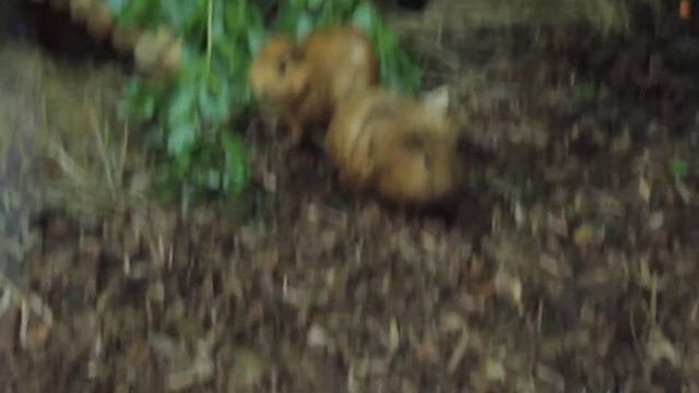 Морская свинка рыжая. смотреть онлайн