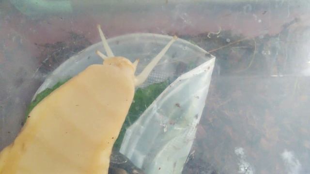 УЛИТКИ АХАТИНЫ. НОВЫЙ ГРУНТ В КОНТЕЙНЕРЕ. Будни наших улиток. смотреть онлайн