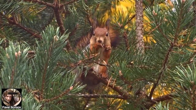 Белка ест шишки (Белка-шредер) ВИДЕО Ленобласть. Squirrel shredder/松鼠破碎机/eichhörnchen/тиін/wiewiórk смотреть онлайн
