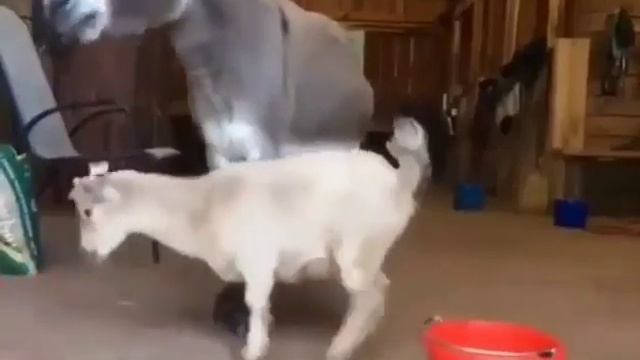 Осел козлу не товарищ