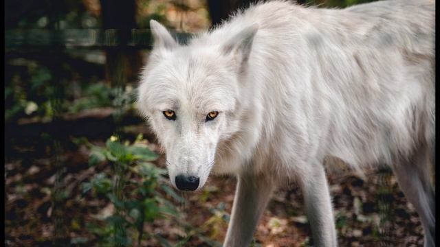 ASMR vampire and his pet werewolf roleplay смотреть онлайн