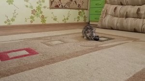 ЛУЧШИЕ СПОСОБЫ ИГРЫ С КОТЁНКОМ