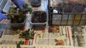 Как сохранить саженцы клубники (садовой земляники) из посылки интернет-магазина до высадки в грунт