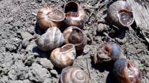 Как избавиться от улиток и слизней за 3 минуты!.