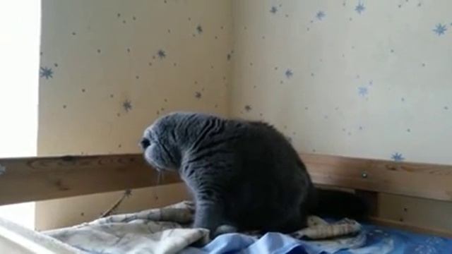 Шотландский кот злится-боится смотреть онлайн