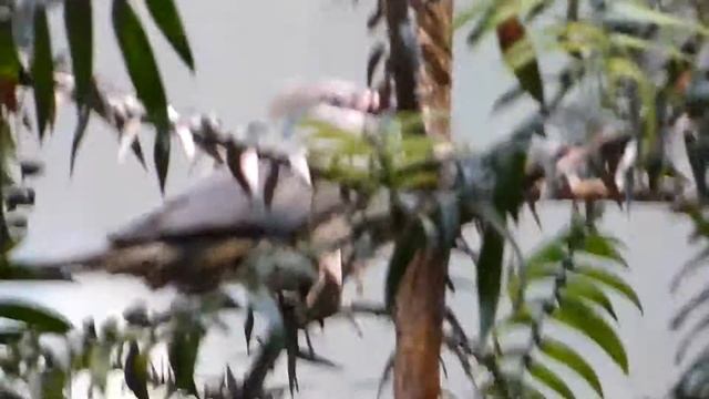 Blue naped Mousebird Urocolius macrourus) at Cincinnati Zoo by Lee смотреть онлайн