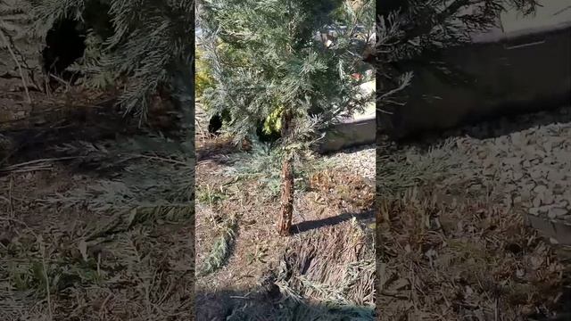 Корректировка хвойных растений. Маленькая садовая хитрость. смотреть онлайн