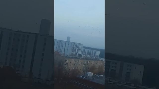 грачи и галки литят начивать смотреть онлайн