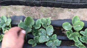 КЛУБНИКА НА СТЕЛЛАЖАХ. Ответы на вопросы