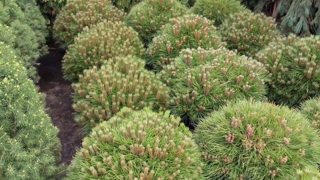 Сосна черная "Мари Брегон" Pinus nigra "Marie Bregeon" смотреть онлайн