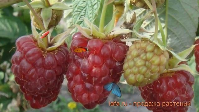 Малина традиционная Гордость России (rubus) ? обзор: как сажать, саженцы малины Гордость России смотреть онлайн