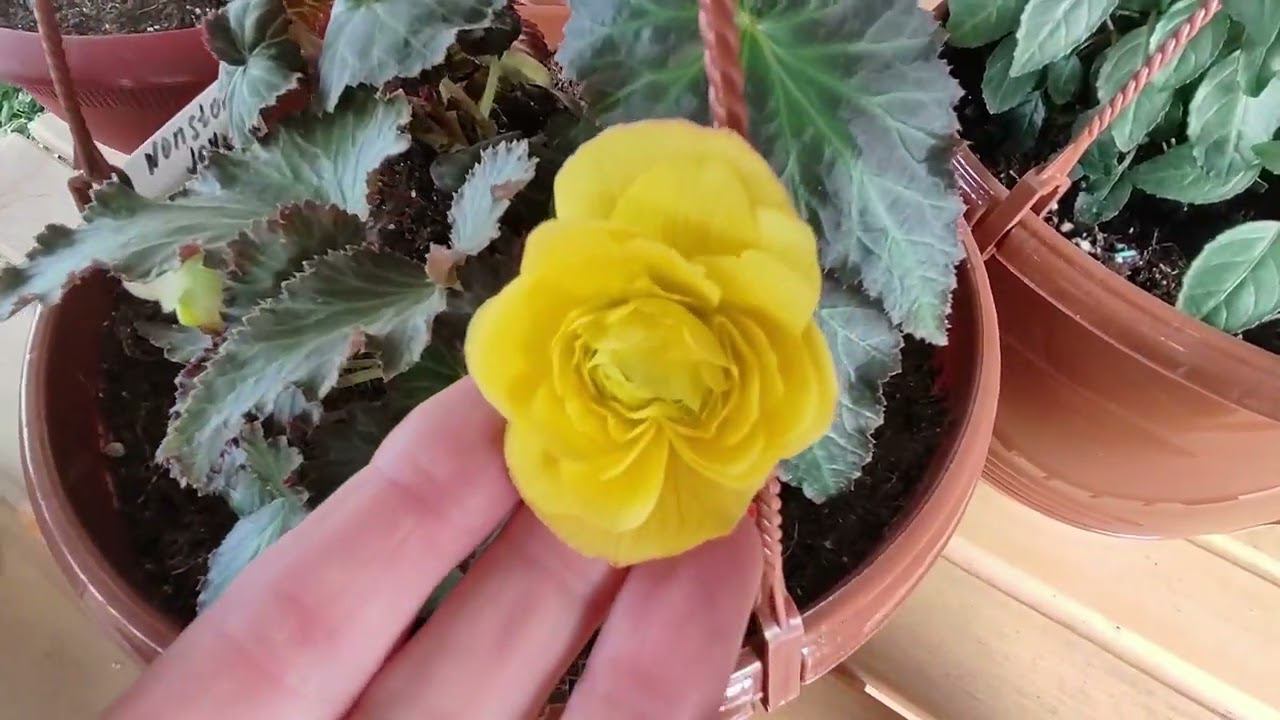 Как правильно высадить бегонию и фуксию на пмж. Сколько растений в одно кашпо. Какой выбрать грунт. смотреть онлайн