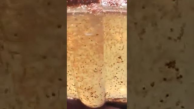 Артемия. как выглядят цисты артемии. без аэрации смотреть онлайн