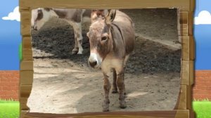 Узнать - Осёл – животном которое имеет длинные уши, но не кролик - для детей - исследование - школа