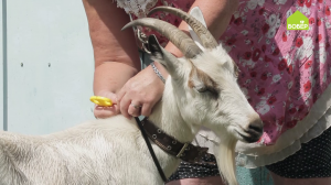 Как защитить козу от клещей. Советы и рекомендации опытного фермера