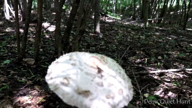 Chlorophyllum Brunneum | Хлорофиллум тёмно-бурый
