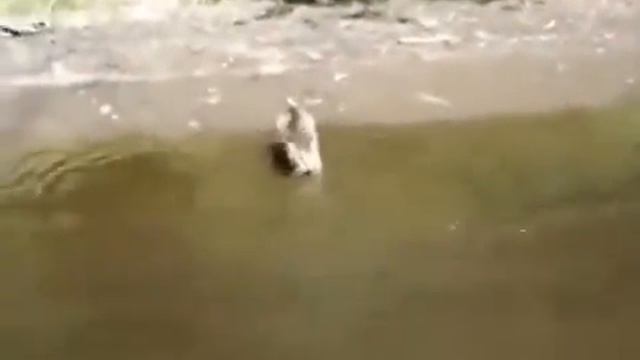 Кот Плывет за Хозяйкой смотреть онлайн