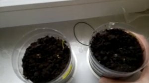 ПОГОВОРИМ О ДЕЛАХ НАШИХ ДАЧНЫХ. ПОЧЕМУ СЕМЕНА ПЕРЦА НЕ ВЗОШЛИ? ЧТО ДЕЛАТЬ ЕСЛИ РАССАДА ПЛОХО РАСТЕТ?