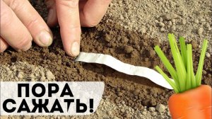 Озимая морковь вырастает в 2 раза крупнее обычной! Как посадить морковь осенью в октябре под зиму?