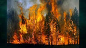 «Лес в жизни человека», Окружающий мир 4 класс ч.1, с.69-70, Планета знаний.