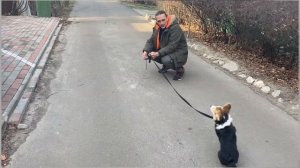 Щенок боится гулять на улице