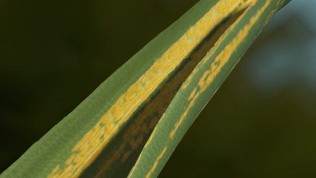How SOLATENOL™ protects against Septoria and rusts смотреть онлайн