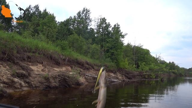 Рыбалка в Марий Эл на реке Ветлуга. Джиг, воблеры, рыба. смотреть онлайн