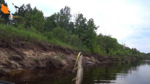 Рыбалка в Марий Эл на реке Ветлуга. Джиг, воблеры, рыба.