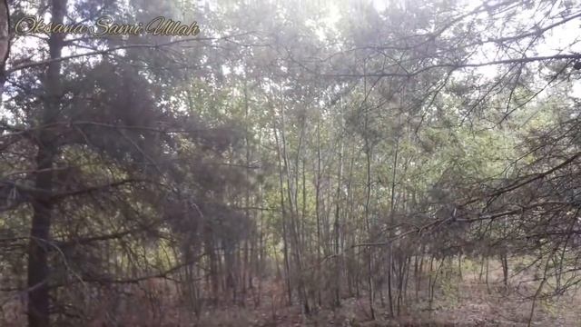 Сентябрь. Грибов нет! смотреть онлайн